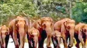 32-places-on-the-munnar-hill-road-where-elephants-cross