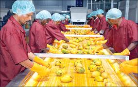 mango-pulp-export-affected