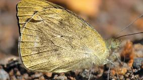 varities-of-butterflies-in-mudumalai