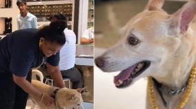 mumbai-woman-gifts-rs-2-5-lakh-gold-chain-to-pet-dog