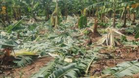 plantain-cultivated-in-3-335-acres-across-tamil-nadu-were-damaged