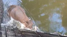 elephant-falls-in-mullaperiyar-canal-officials-rescued-alive