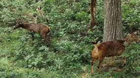 release-of-moose-on-forest-which-were-kept-on-voc-park-coimbatore