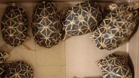 150-star-tortoises-seized-in-chennai