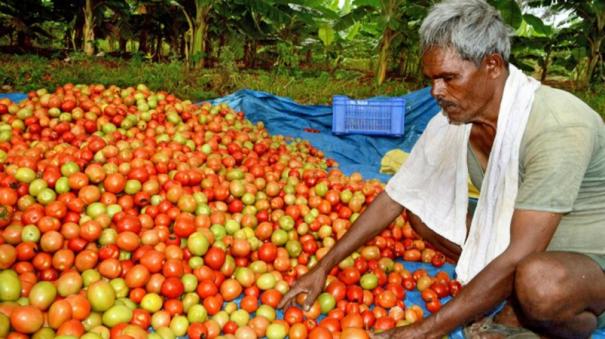 Tomato yield severely affected in Krishnagiri reason for soar