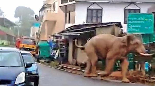 Elephant parade in Gudalur and Pandalur during the day