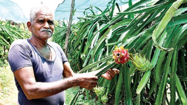 Dragon fruit grows at Sirumalai Reserved Forests