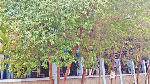 demand arises to ban conocarpus trees in tamil nadu explained