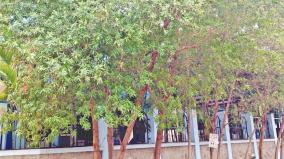 demand-arises-to-ban-conocarpus-trees-in-tamil-nadu-explained