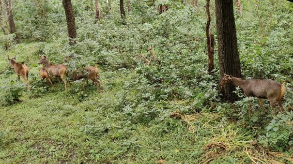 Five Sambar Deer Released from voc Zoo into Siruvani