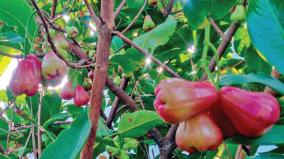 farmers-are-happy-to-get-profit-in-water-apple-at-palani