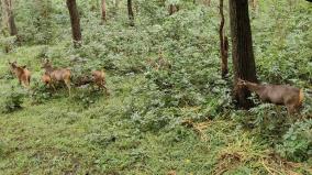 five-sambar-deer-released-from-voc-zoo-into-siruvani