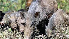 ordinance-soon-to-remove-wild-boars-from-the-list-of-wild-animals