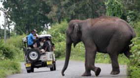 last-five-years-over-2-500-people-died-in-human-elephant-conflicts-says-govt