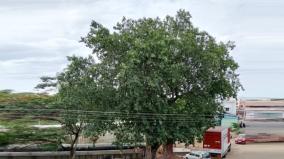 105-year-old-banyan-trees-found-on-madurai-people-celebrating-and-rejoicing