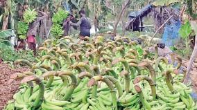 thousands-of-bananas-drowned-in-mettupalayam