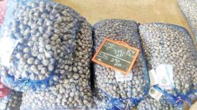 seed-garlic-for-sale-at-rs-300-in-kodaikanal