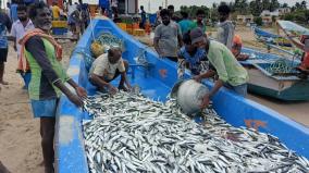 chaturanga-pattinam-fishermen-10-tonnes-of-chalai-fish-trapped-on-nets-fishermen-happy