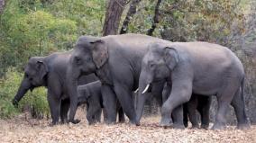 the-number-of-elephants-in-tamil-nadu-has-increased-to-3-063