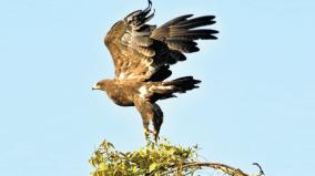 why-is-the-hawk-hovering-over-the-temple