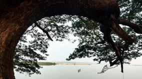 ap-villagers-making-effort-to-revive-flooded-cinema-tree-on-godavari