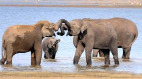 india-committed-to-ensure-conducive-habitat-for-elephants-pm-modi