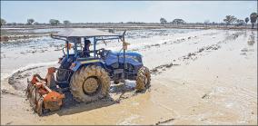 samba-paddy-cultivation-in-the-irrigated-areas-of-the-cauvery-delta