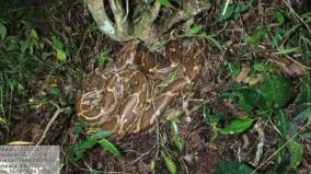 12-feet-python-rescued-from-garden-near-coonoor