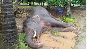 elephant-died-getting-caught-in-electric-fence