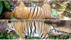 two-tigers-killed-near-kudalur-forest-department-investigation