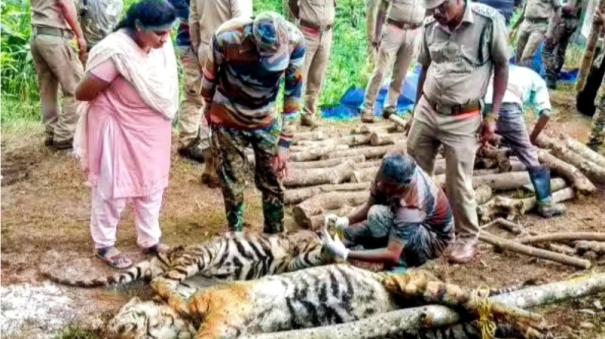 Tigers have been poisoned and killed in gudalur