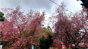 japans-national-flower-blooming-in-the-nilgiris