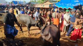 120-goats-sacrificed-in-sivagangai-and-worshiped-by-narikuravar