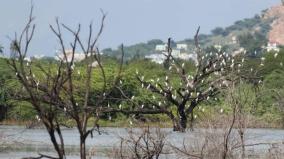 forest-department-says-that-samantham-kanmai-is-becoming-a-bird-sanctuary