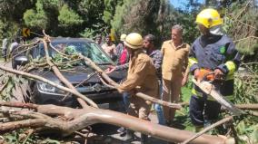 giant-tree-falls-on-coonoor-kotagiri-road-car-damages-traffic-affected