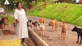 today-is-international-dog-day-woman-has-been-starving-stray-dogs-for-22-years-on-coonoor