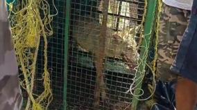 another-wolf-captured-in-uttar-pradesh-s-bahraich-under-operation-bhediya