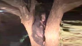 bear-sheltering-at-tree-in-coonoor