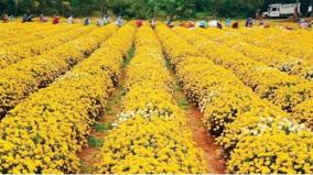 marigold-flower-prices-fall-farmers-not-to-meet-production-cost