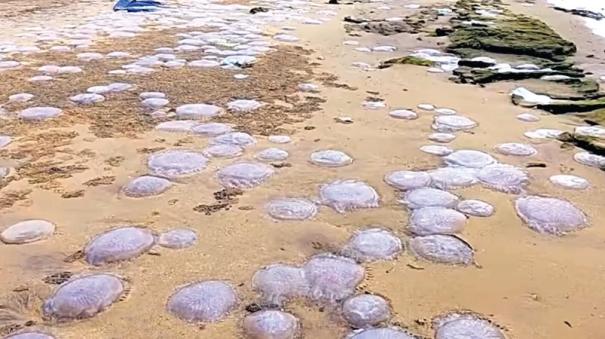 Dhanushkodi, Ariyaman beaches pose danger to tourists due to jellyfish