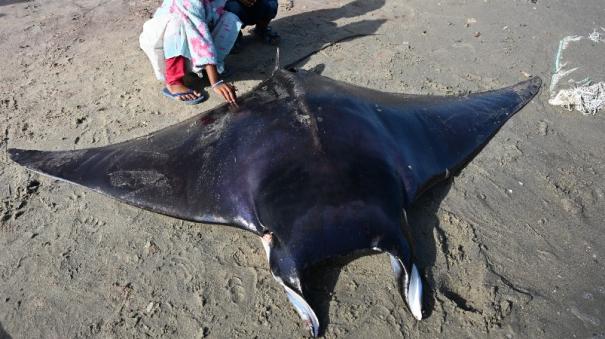 100 kg giant elephant fish caught in the nets of Pamban fishermen