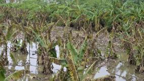 heavy-rains-lead-to-extensive-crop-damage-in-andhra-pradesh