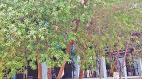 govt-should-ban-conocarpus-trees-in-tamil-nadu-ramadoss-insists