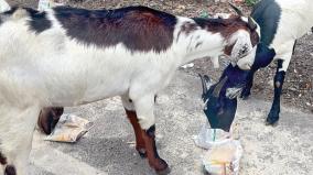 children-health-mix-used-as-fodder-for-goat-in-chennai-explained