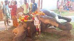 kundrakudi-temple-elephant-succumbs-to-fire-injuries