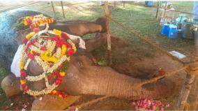 tn-govt-negligence-in-the-maintenance-of-temple-elephants-hindu-munnani