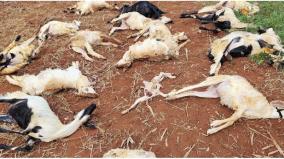 16-goats-lost-their-lives-after-falling-into-a-well-when-dogs-chased-them-near-kangeyam-in-tirupur