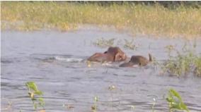 farmers-are-distressed-as-elephants-bathe-happily-in-the-pond-near-vadakarai-and-continue-to-damage-agricultural-lands