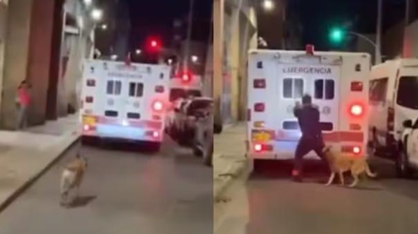 dog chasing ambulance where owner kept inside