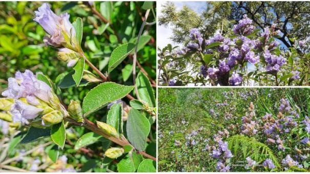 A rare Neelakurinji blooming in Kothagiri!